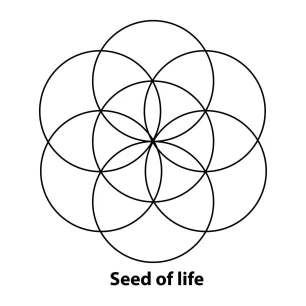 Vector illustration of Flower of Life, Seed and Egg of Life, development. Geometrical figures, spiritual symbols and sacred geometry. Circles forming symmetrical flower-like patterns. Illustration over white. Vector.