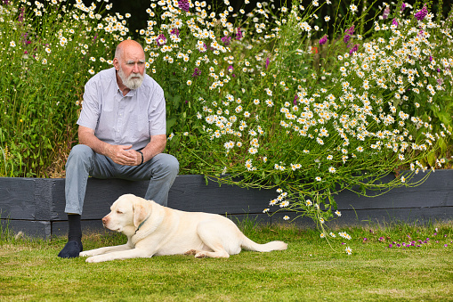 Bald man in his 70s enjoying a quiet moment in his garden with his pet dog.