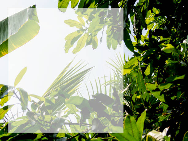 istock Rectangle frame White and banana and palm leaves. 1499450349