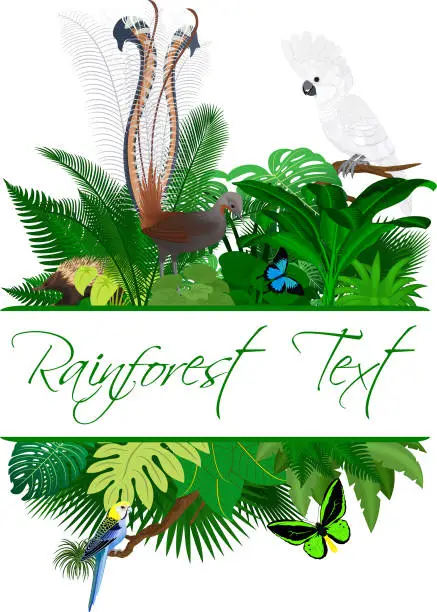 Vector illustration of Jungle Rainforest Summer Tropical Leaves Wildlife Vector Design with  Lyrebird, Echidna,  White cockatoo and birdwing butterflies