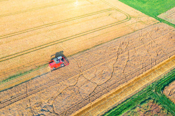 istock Grain harvest in the Taunus/Germany 1499453032
