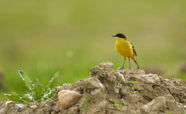 istock Black headed yellow wagtail in a wheat field 1499453884