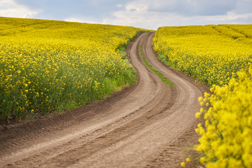 Empty dirt road through a blooming canola field, landscape