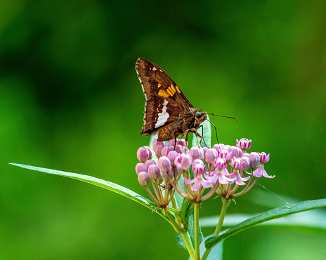 A Silver-spotted Skipper nectaring on Swamp Milkweed.