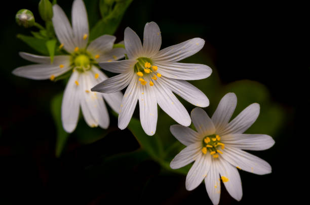 Bidens pilosa flowers blossoming in the park.