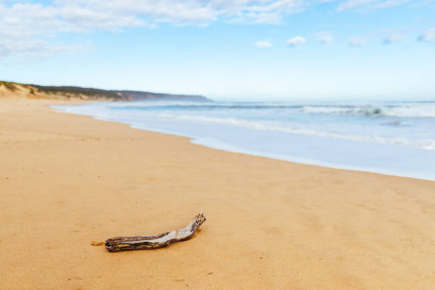 A piece of driftwood on a sandy beach in Prince Edward Island National Park, Canada.