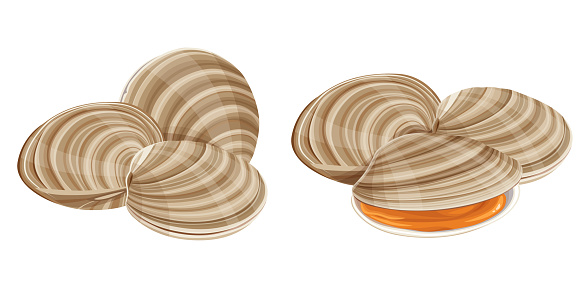 clams vector illustration isolated on white background.