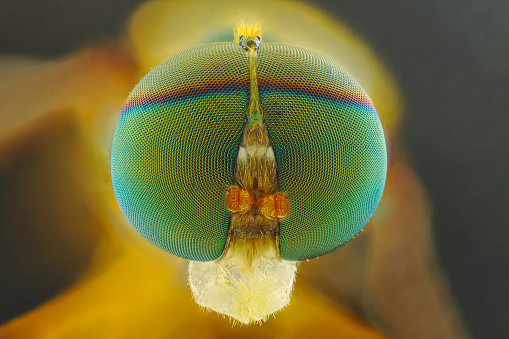 Fruitfly extreme macro closeup magnification