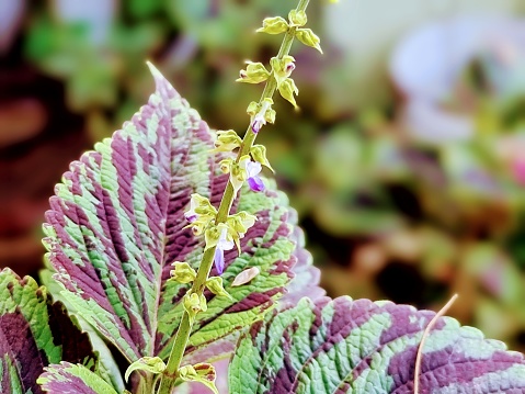 Macro photo Coleus barbatus is a flowering plant that has a purplish flower color.  The inflorescences are either simple racemes, or with short lateral branches.