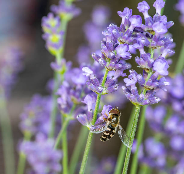 Hoverfly Syrphidae on lavender 01