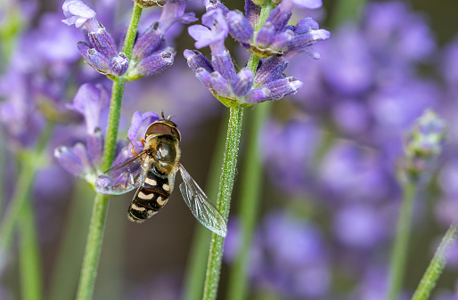 Hoverfly Syrphidae on lavender