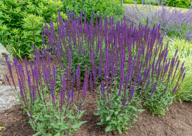 istock Bellevue Purple Flowers 1499466692
