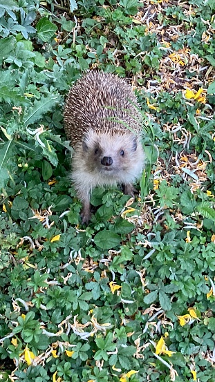 Hedgehog in the garden