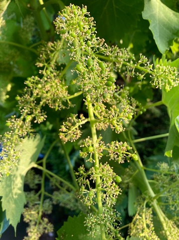 Grape - The flowers having been fertilized, will turn into grapes and form a small berry