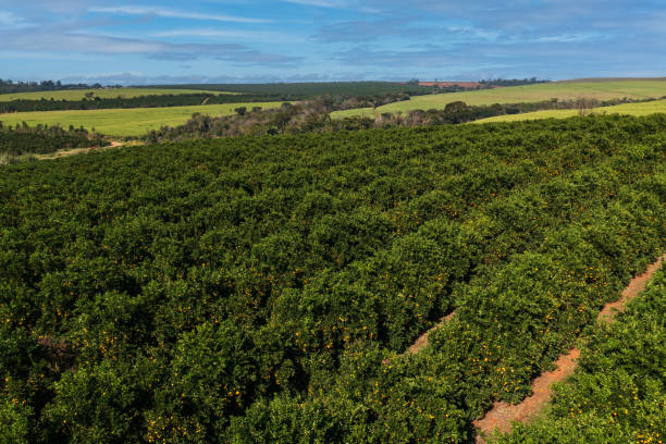 istock drone view of orange plantation with blue sky between clouds 1499467408