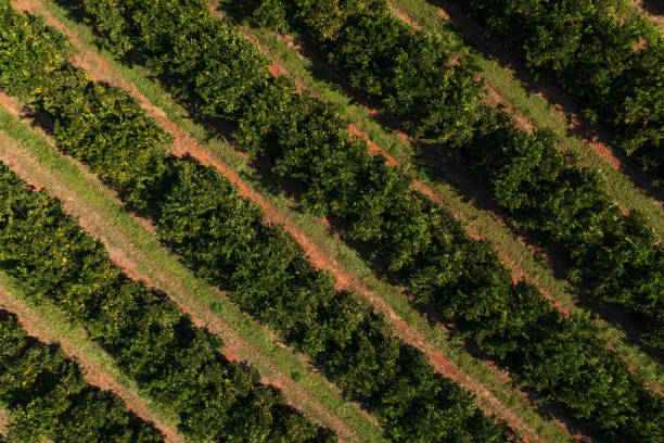 istock top view view of orange plantation corridors 1499467416