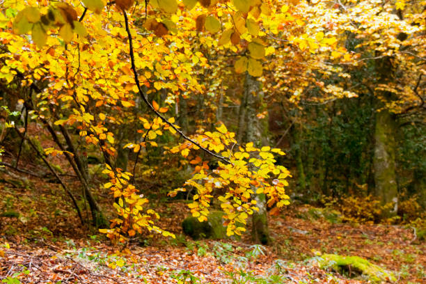 Beautiful autumn landscape with fallen leaves,  forest,  tree branches and  Yellow leaves in the foreground.