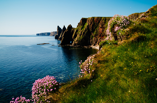 Pink Sea Thrift on the cliffs of Duncansby Head near John o’Groats on the north east tip of the Scottish Mainland.