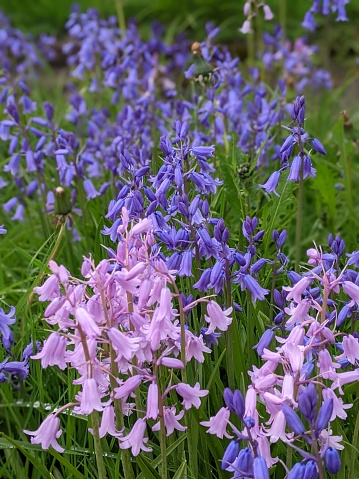 Spring bulb flowers on wooden background