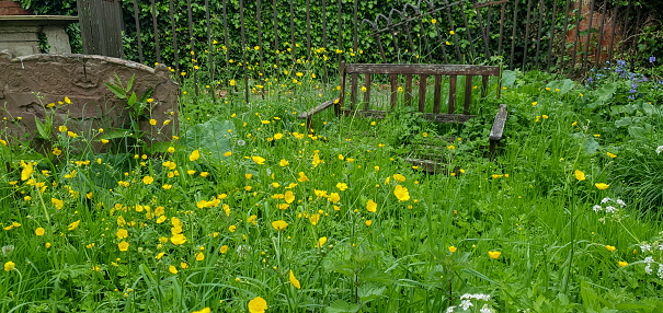 Overgrown graveyard Tewkesbury Gloucestershire. Near the river. buttercups, bench. uncared for
