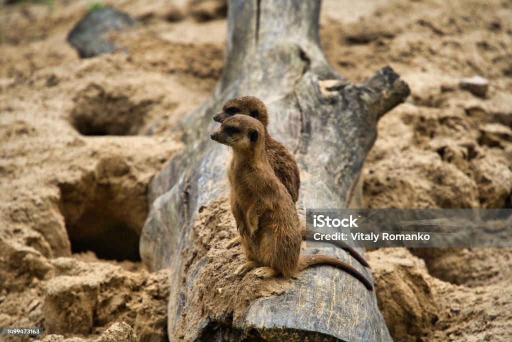 Eläimet - Rojaltivapaa avainsanalla Apinat ja tyyppiä Kuvapankin valokuva Eläimet - Rojaltivapaa avainsanalla Apinat ja tyyppiä Kuvapankin valokuva