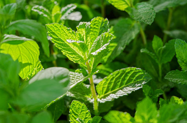 primo piano del balsamo nel giardino delle erbe. (melissa officinalis) - mentha rotundifolia foto e immagini stock