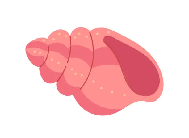 Pink Shells Drawi Free how to draw a conch shell Vector Images & Graphics | FreeImages