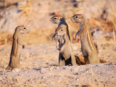 Meerkat family on the edge of Ntwetwe Pan, Botswana.