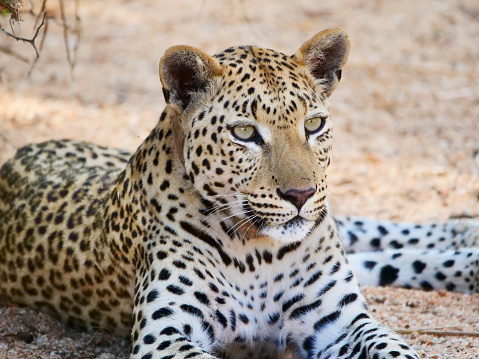 Leopard (Panthera pardus) in Etosha.