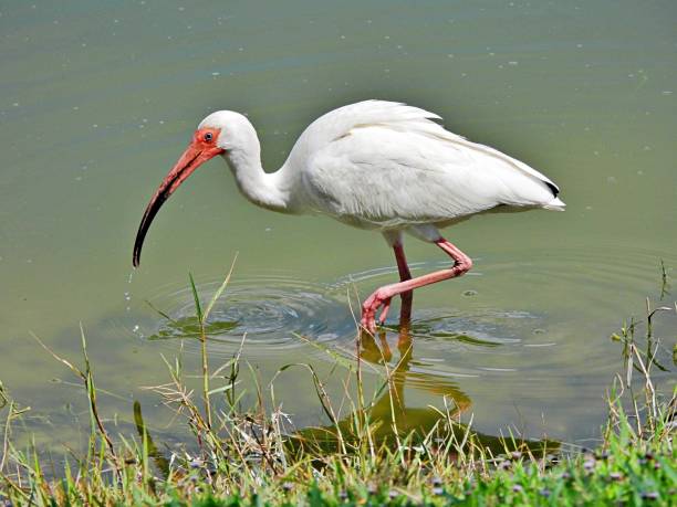 istock White Ibis (Eudocimus albus) - foraging in the wetlands 1499478506