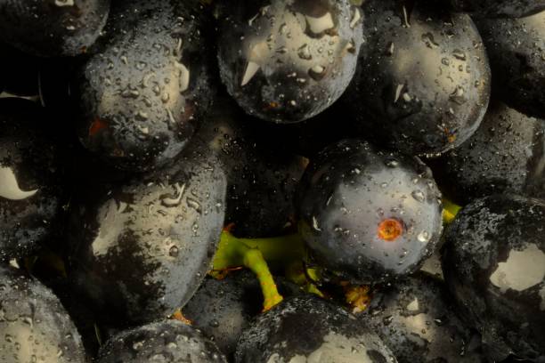 Ripe black grapes. Close-up of fresh black grapes with water drops. Macro horizontal image. stock photo