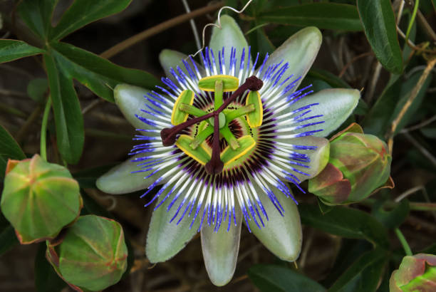 istock Passion fruit flower close-up and buds 1499480105