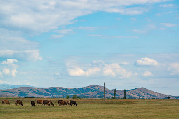 Cows on the pasture in Pelagonia valley, Northern Macedonia