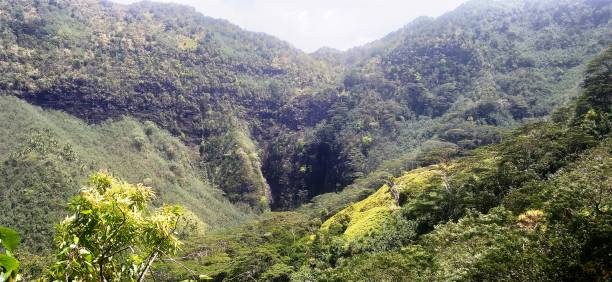 istock Rainforest in Nuku Hiva 1499480595