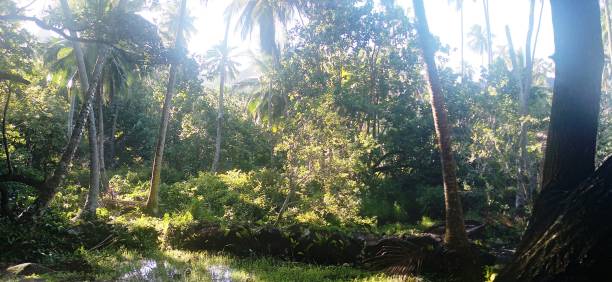 istock Tropical rainforest in Nuku Hiva (Marquesas Islands) 1499480695