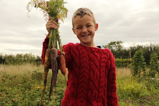 Young boy standing in allotment wearing red cable knit jumper holding a bunch of freshly dug carrots whilst smiling at camera