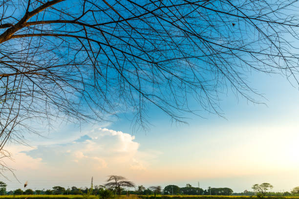 deciduous tree Silhouettes of trunks and branches with cloudy blue sunset sky background