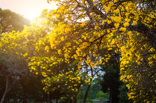 Beautiful blooming Yellow Golden trumpet tree or Tabebuia are blooming with the park in spring day in the garden and sunset blue sky background in Thailand.