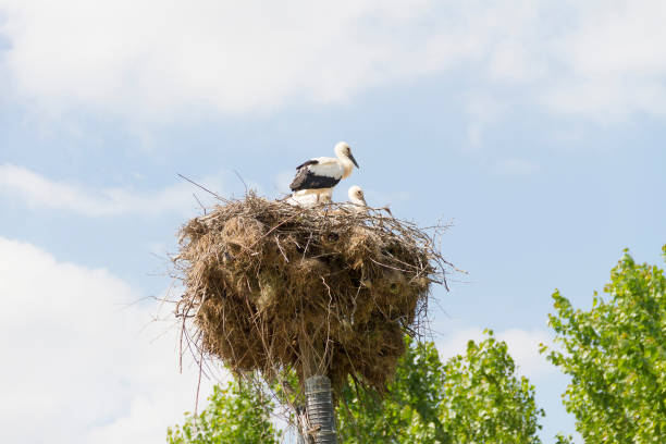 Storks stock photo