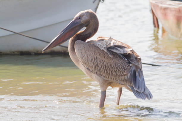 Pelican stock photo