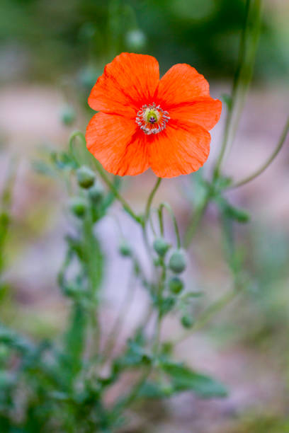 Poppy stock photo