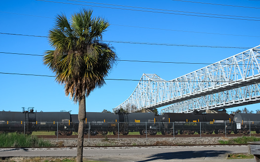 A palm tree with a bridge on a sunny day in New Orleans, Louisiana