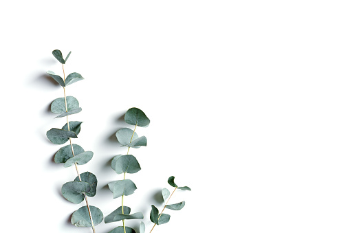 Green eucalyptus branches on white background. Minimal aesthetic botanical flat lay, spa wellness concept, top view green leaves of fresh plant eucalyptus, isolated, copy space, element for design