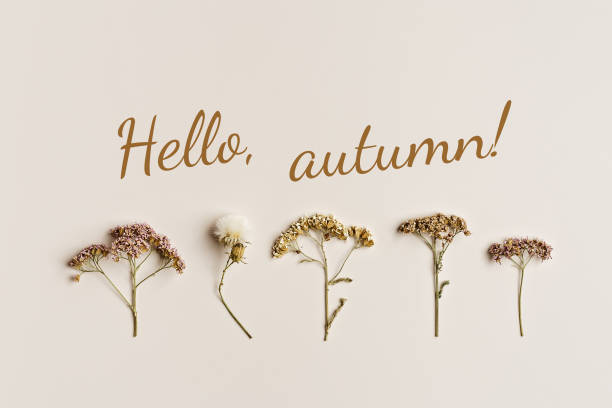 istock Autumn, fall concept. Minimal autumnal composition with dried wild flowers on beige background, text hello autumn, still life neutral colors, minimal style flat lay of natural forest flowers 1499490596