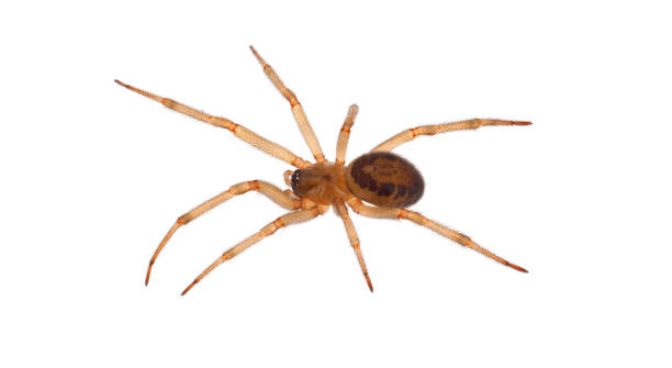 istock Noble false widow spider isolated on white background, Steatoda nobilis juvenile 1499491214