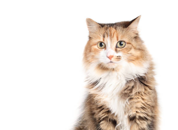 istock Cute fluffy cat head shot looking at camera. 1499491249