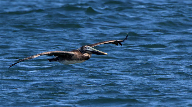 istock One Brown Pelican flying over a blue ocean 1499491325