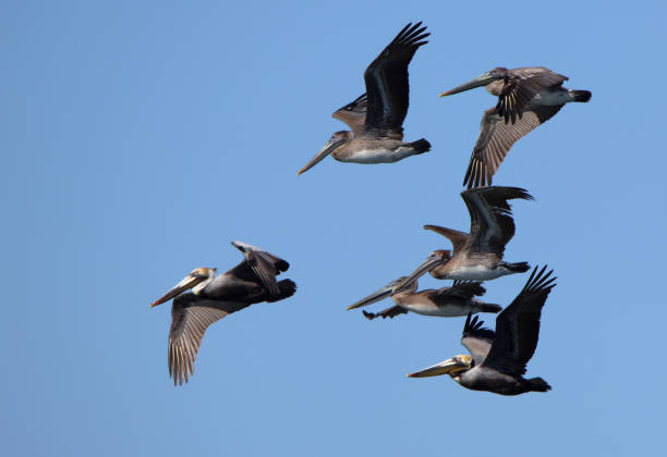 istock Six Brown Pelicans flying with a blue sky 1499491340