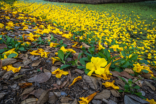 Beautiful blooming Yellow Golden Tabebuia Chrysotricha flowers of the Yellow Trumpet that are blooming fallen down wilted on the ground grass with the park in the garden background in Thailand.