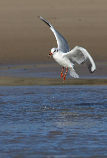 goéland rielgenre (larus ridibundus) - blackheaded photos et images de collection